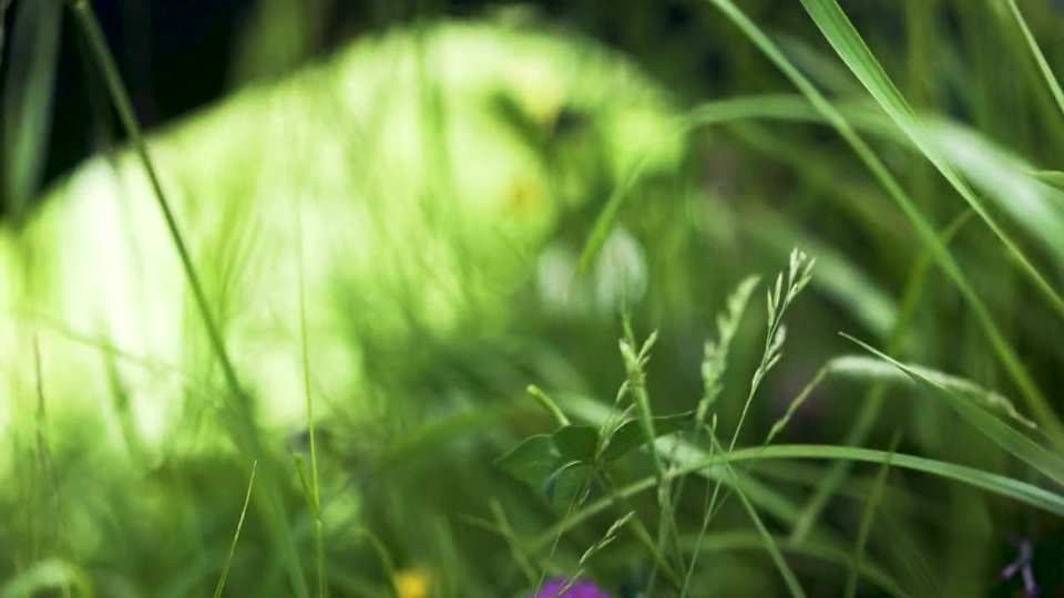 Pre-Roll, Dr. Dünner film still by Adam Grumbo